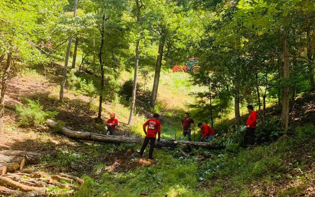 Tree Service Chattanooga, LLC Tree Service – Is a Good Option for Tree Removal