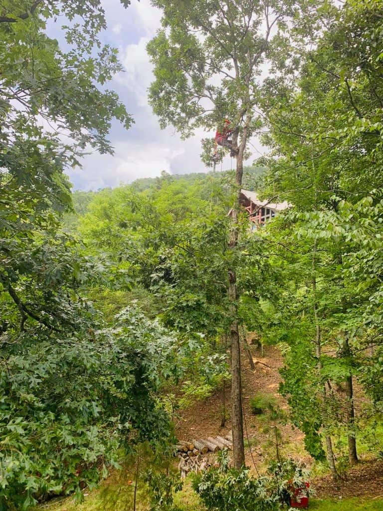 Tree Removal Chattanooga