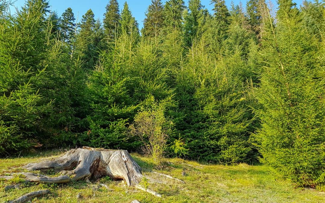 Why Hire a Tree Company for Tree Trimming?