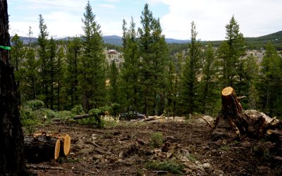 How To Replant Trees After Removal