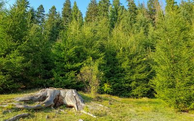 Advantages of Employing a Tree Removal Service