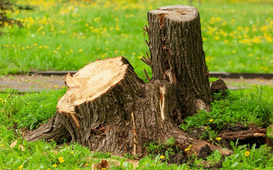 Get Your Property Ready With Professional Stump Removal Services