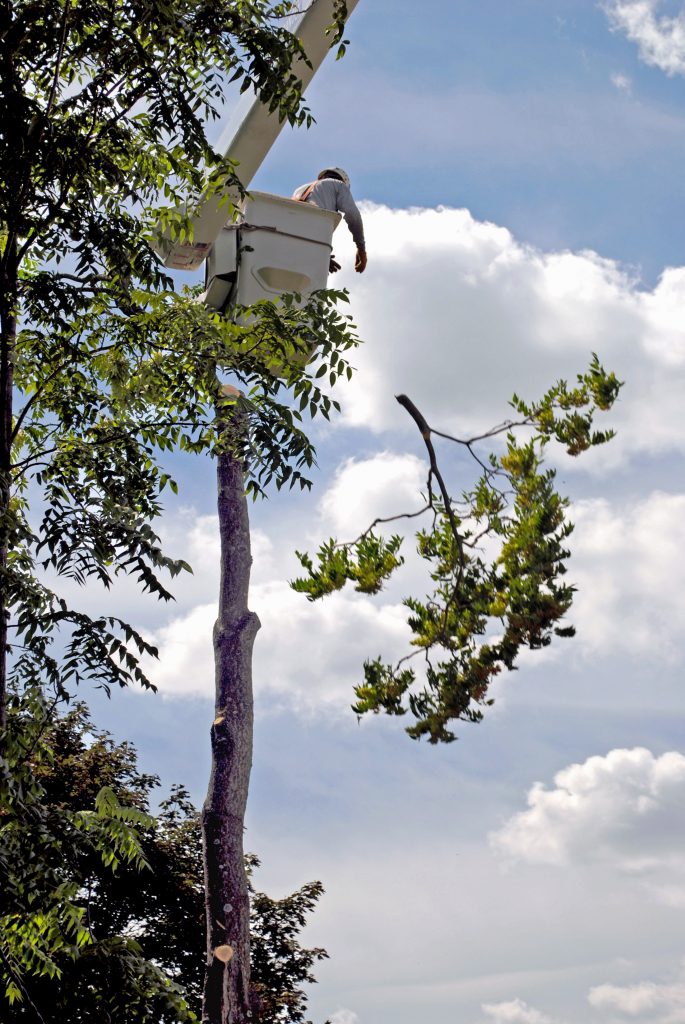 Tree Pruning Chattanooga