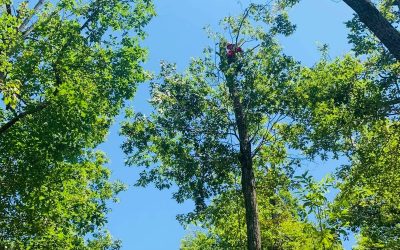 Tree Trimming or Pruning What it Does