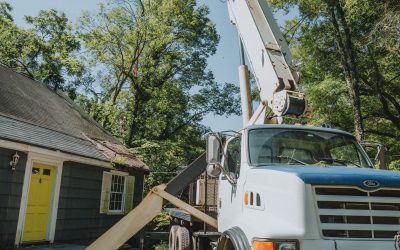 Things You Should Know Before Hiring a Tree Removal Service