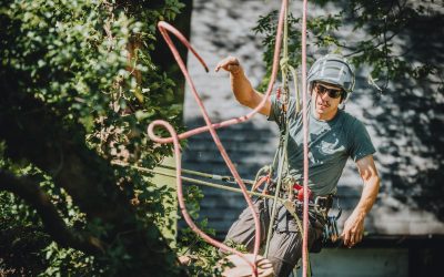 Things You Need To Know Prior To Working With a Tree Removal Service