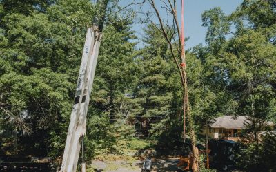 How To Select The Best Tree Removal Service