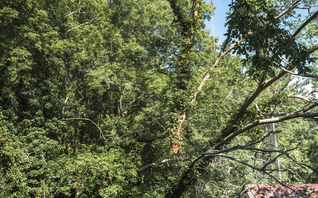 Finding an Affordable Tree Service Professional