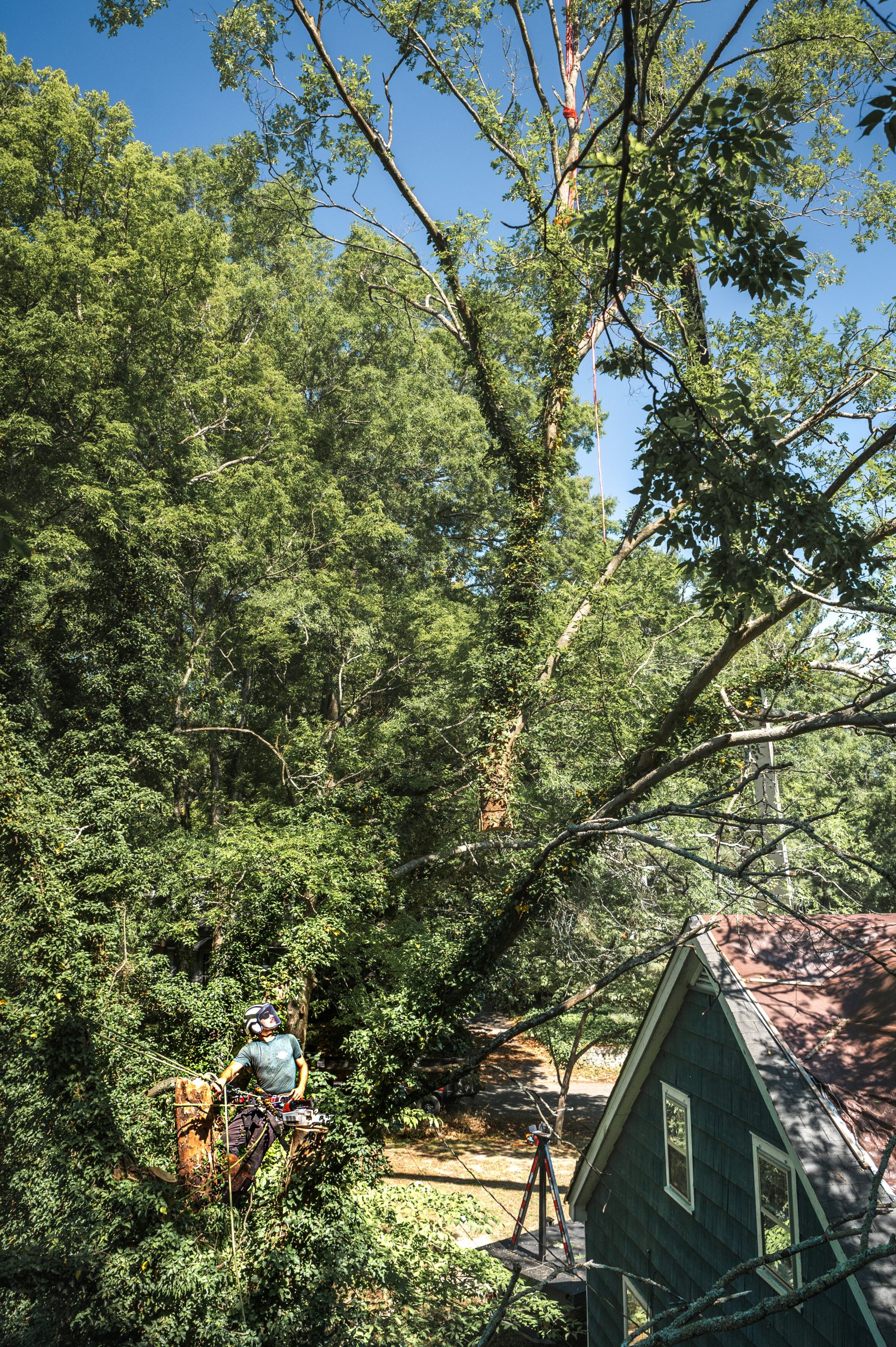 Tall Trees w: House Stump Grinding Chattanooga