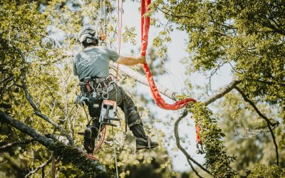 10 Advantages of Working With a Specialist Tree Removal Service