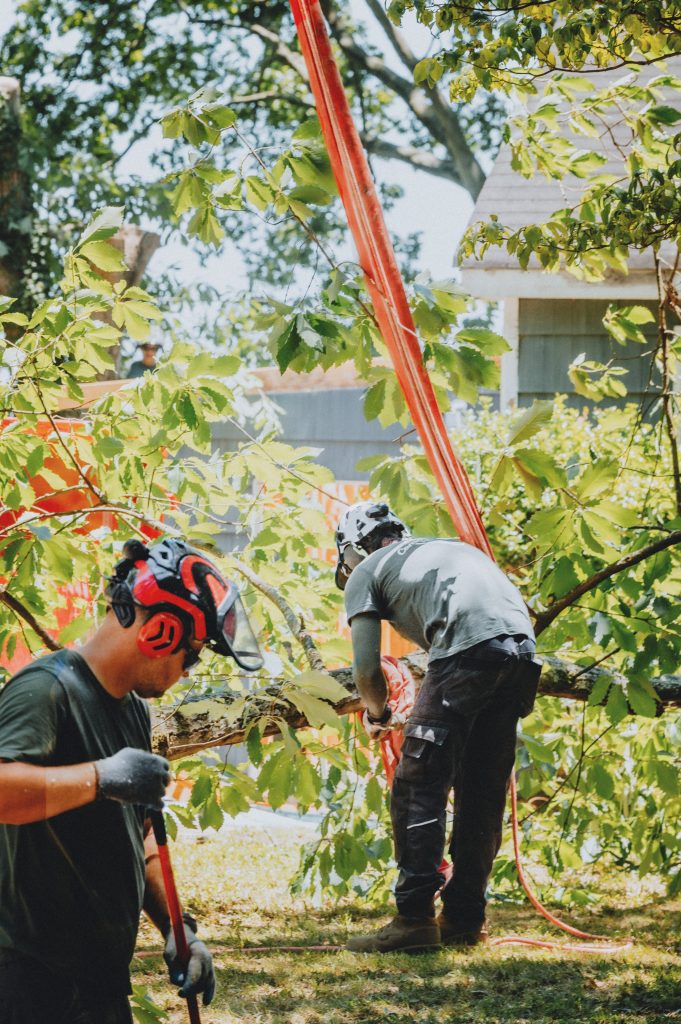 Arborist Chattanooga