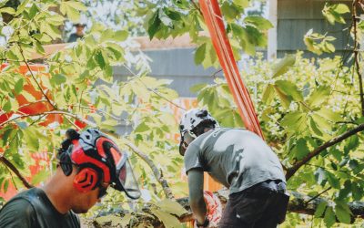 Tree Service Experts – The Arborist Chattanooga, LLC