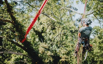 Why You Need To Hire A Pro To Look After Your Trees