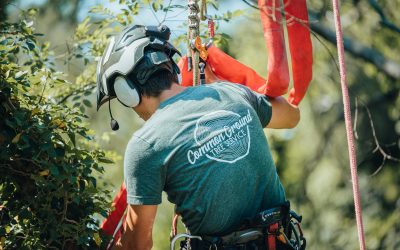 10 Benefits of Hiring a Professional Tree Removal Service