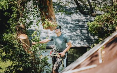 Prominent Benefits of Hiring a Tree Removal Service
