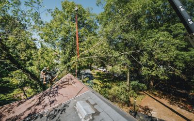 Tree Service Experts in Hixson TN