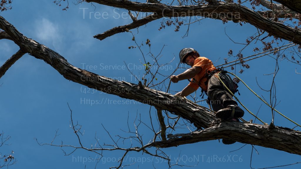 Tree Trimming Chattanooga