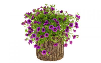 5 ways to Keep Your Decorative Tree Stump Looking Good All Year