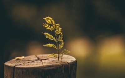 Reasons To Remove A Tree Stump