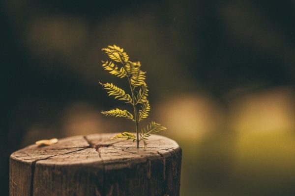 stump grinding chattanooga