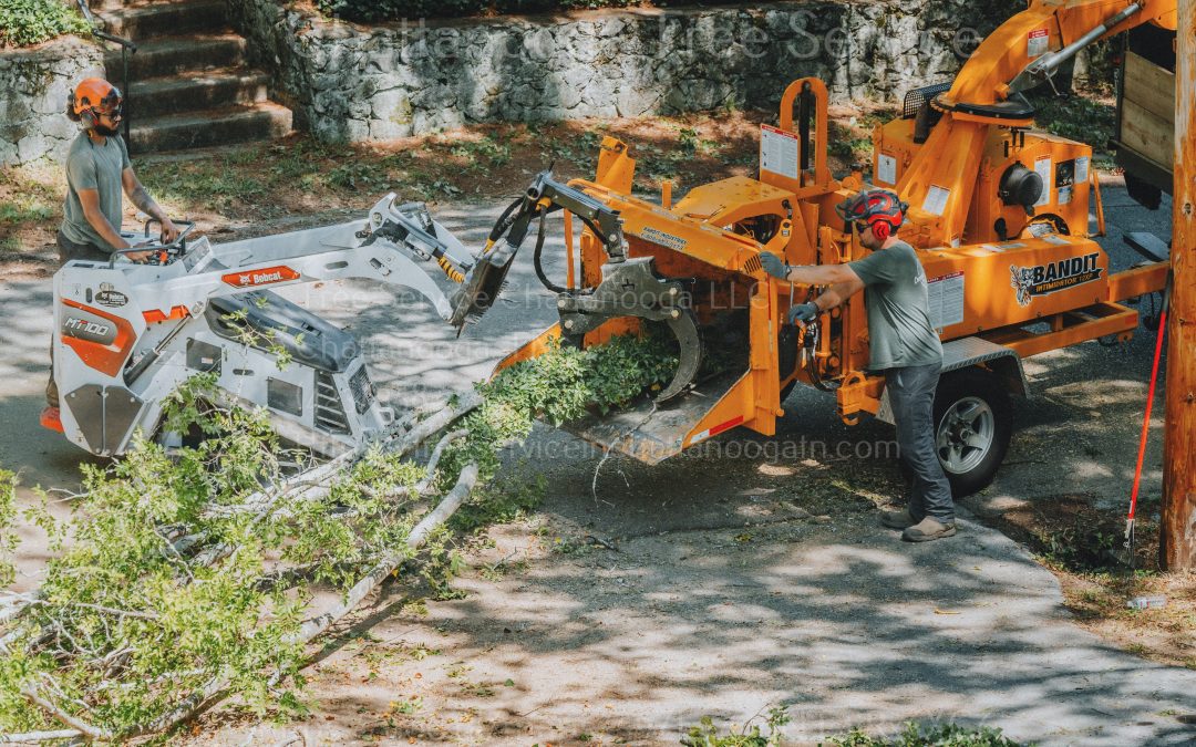 What To Do If You Have An Emergency Tree Removal Situation
