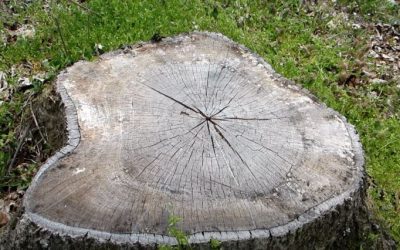 Tree Stump Removal: Why You Should Consider Hiring Professionals to Do the Job