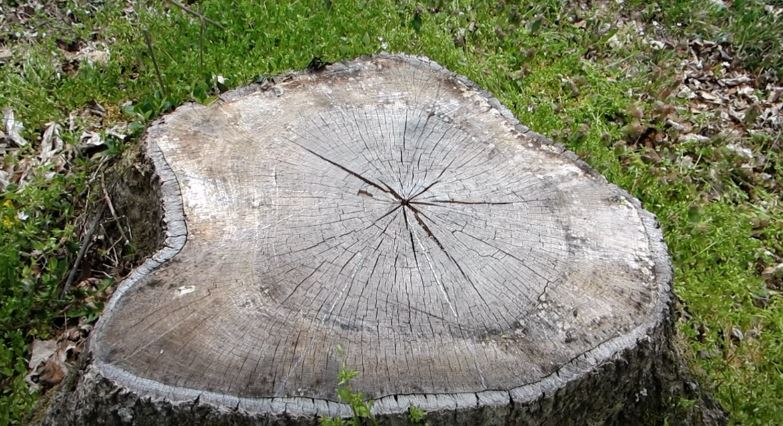 Tree Stump Removal: Why You Should Consider Hiring Professionals to Do the Job