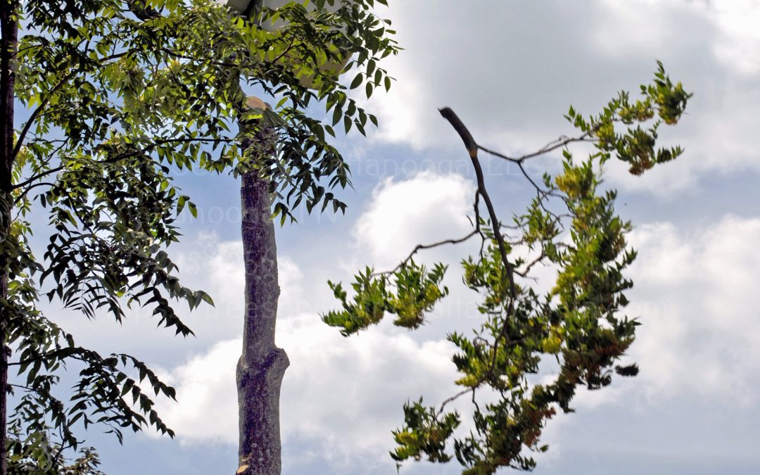 Hixson TN Tree Service Experts