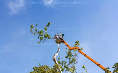 How Do Tree Removal Services Navigate Tight Spaces in Urban Environments