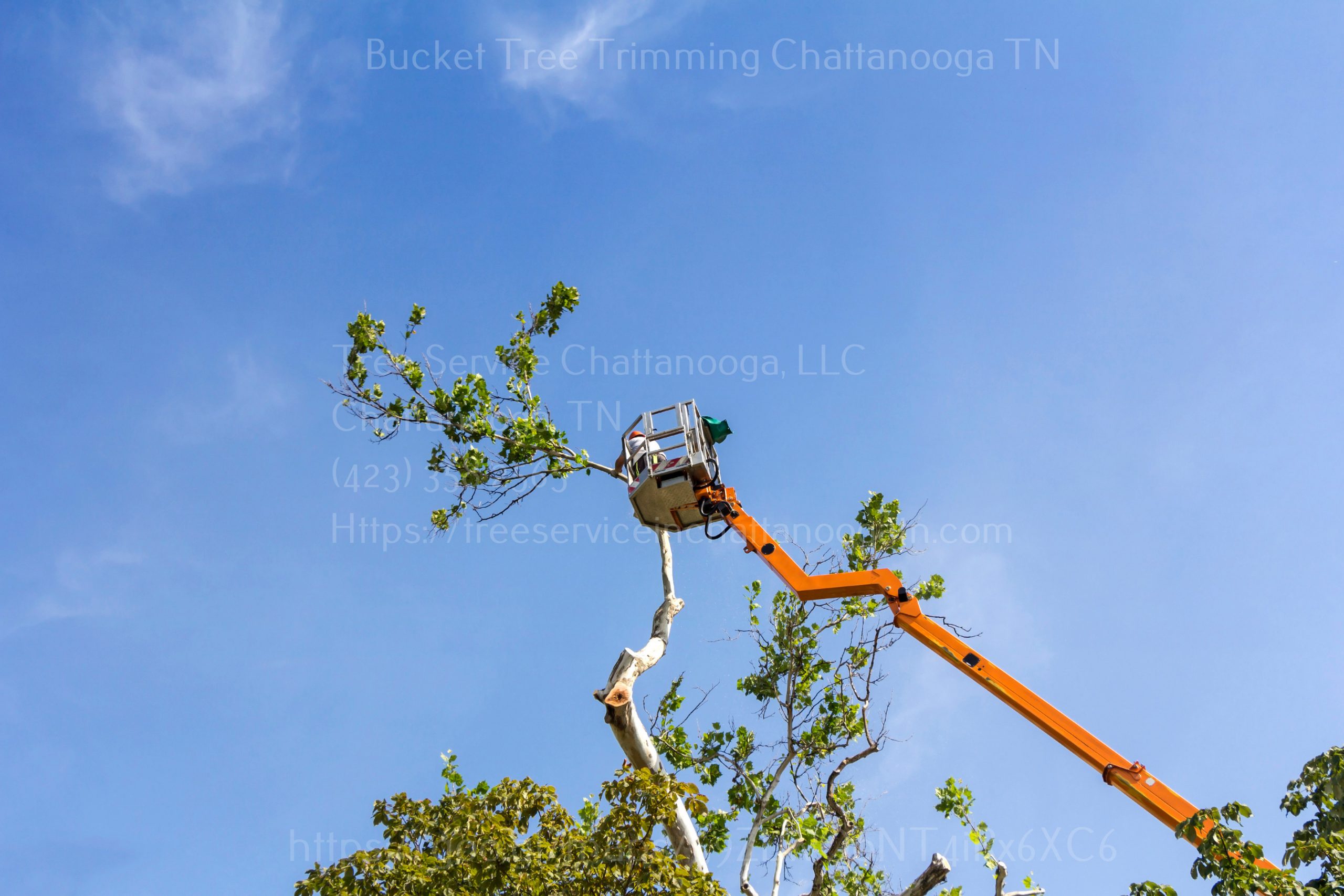 Trimming trees with a chainsaw Tree Trimming Chattanooga