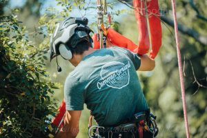 Chattanooga Tree Removal