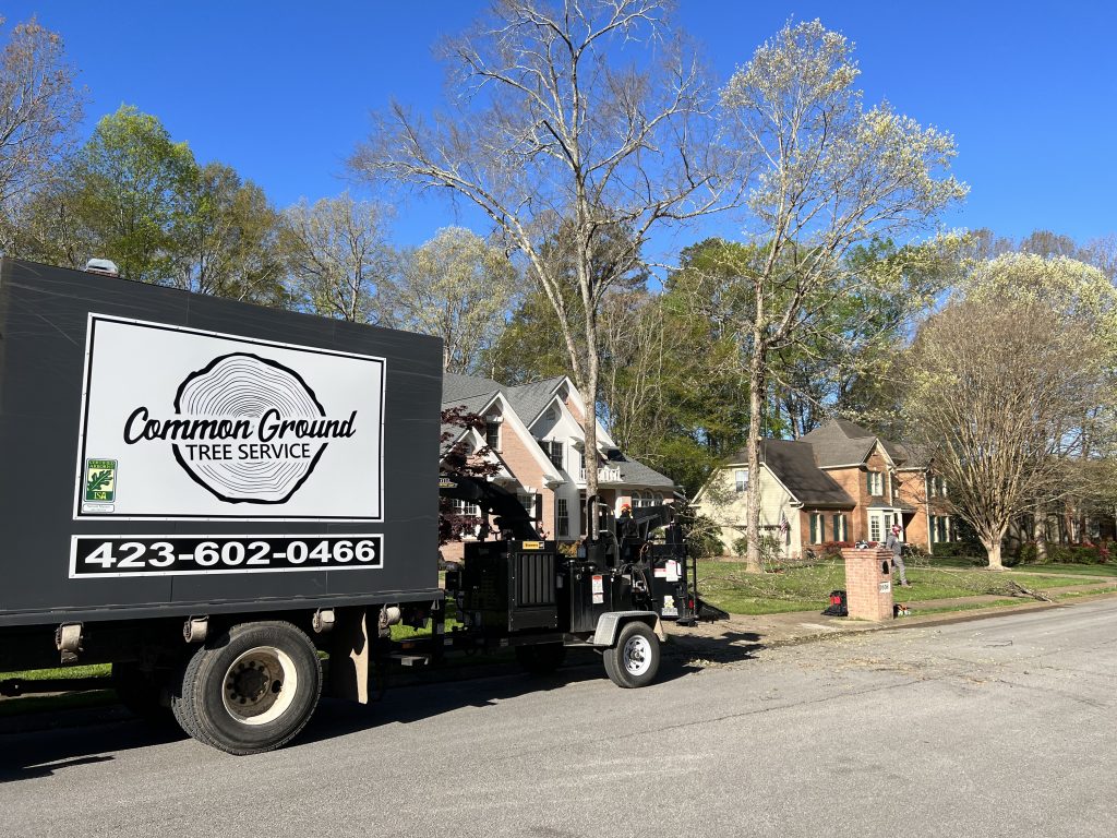 Chattanooga Tree Service