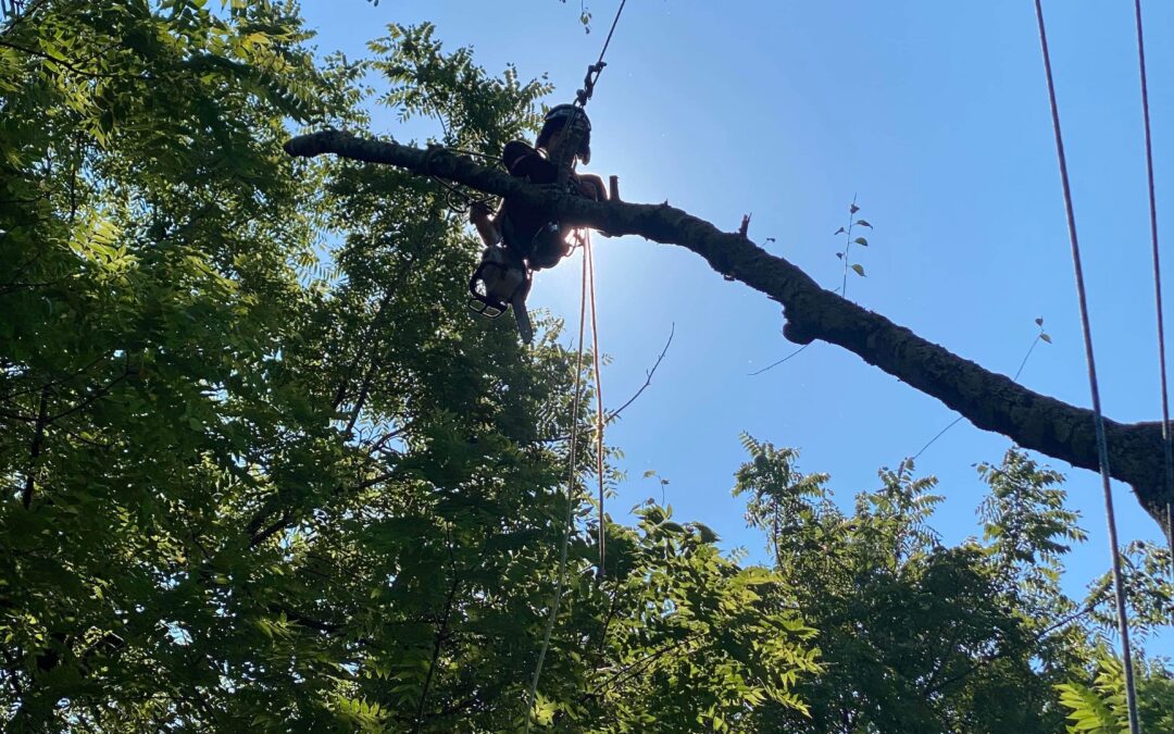 How An Arborist Can Help You Prevent Tree Disease