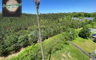 Keeping Your Trees Healthy – Tips from an Expert Arborist in Chattanooga