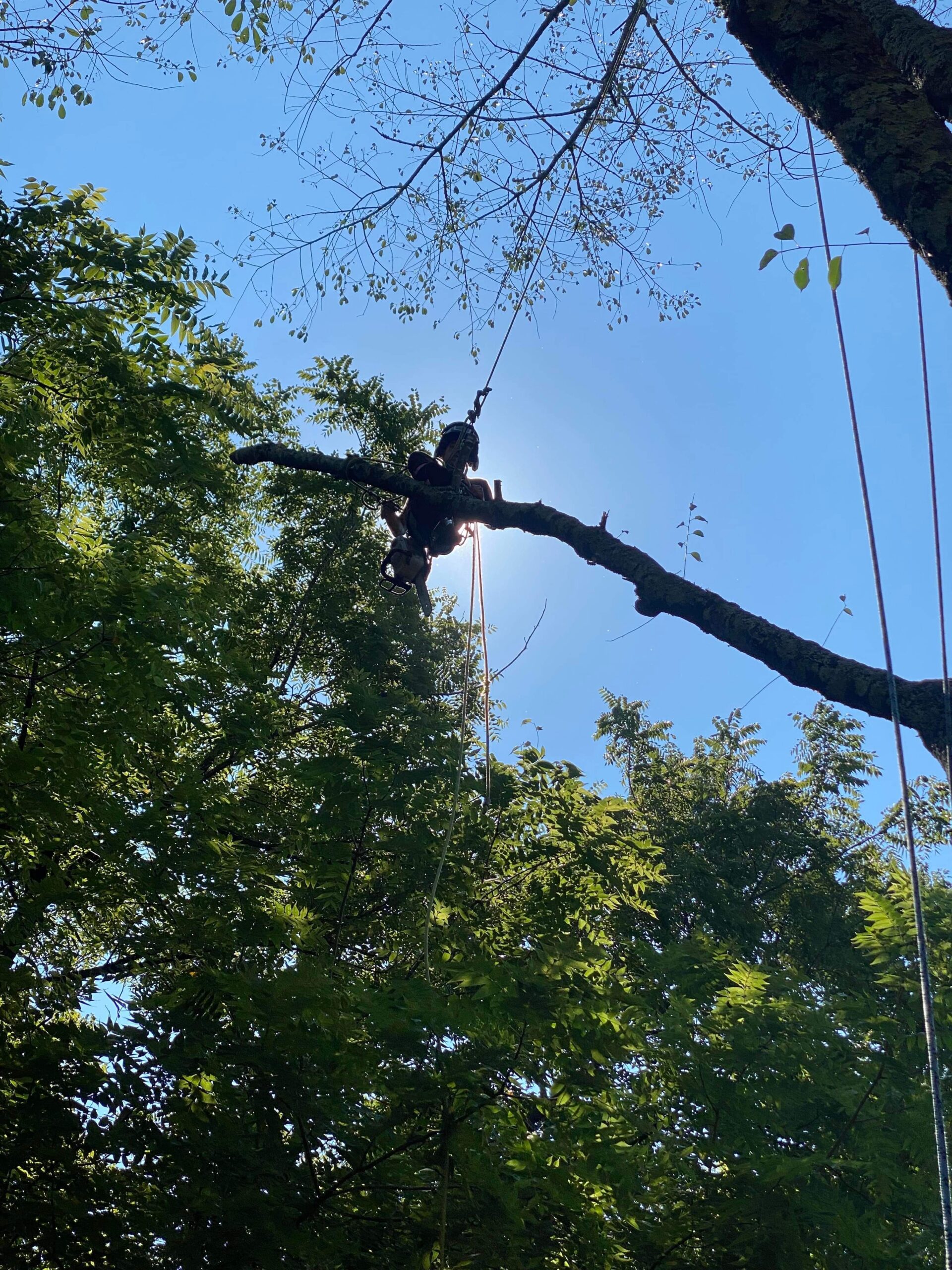 Arborist Chattanooga