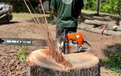 5 Reasons Why You Should Invest In Professional Stump Removal Services