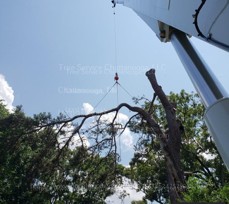 How to Protect Your Property During Tree Removal