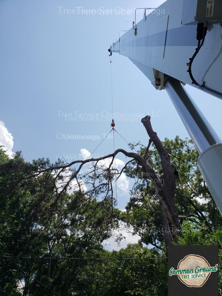 Tree Removal Chattanooga (1)