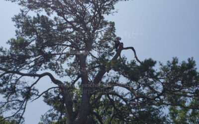 How To Maintain Your Trees With Tree Service In Chattanooga