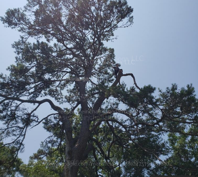 How To Choose A Reliable Tree Service Company