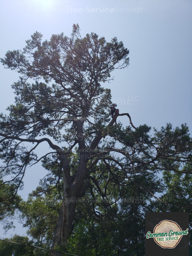 Tree Service Chattanoooga (1)