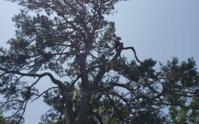 How Can Tree Growth Monitoring Enhance Long-Term Tree Maintenance Strategies