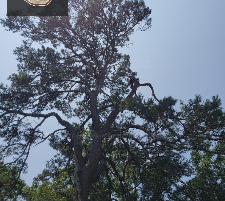 What to Expect from a Top-Rated Local Chattanooga Tree Service