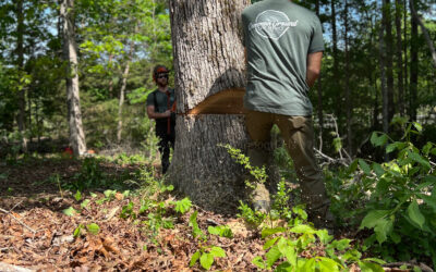 The Impact Of Uncontrolled Tree Removal On The Environment