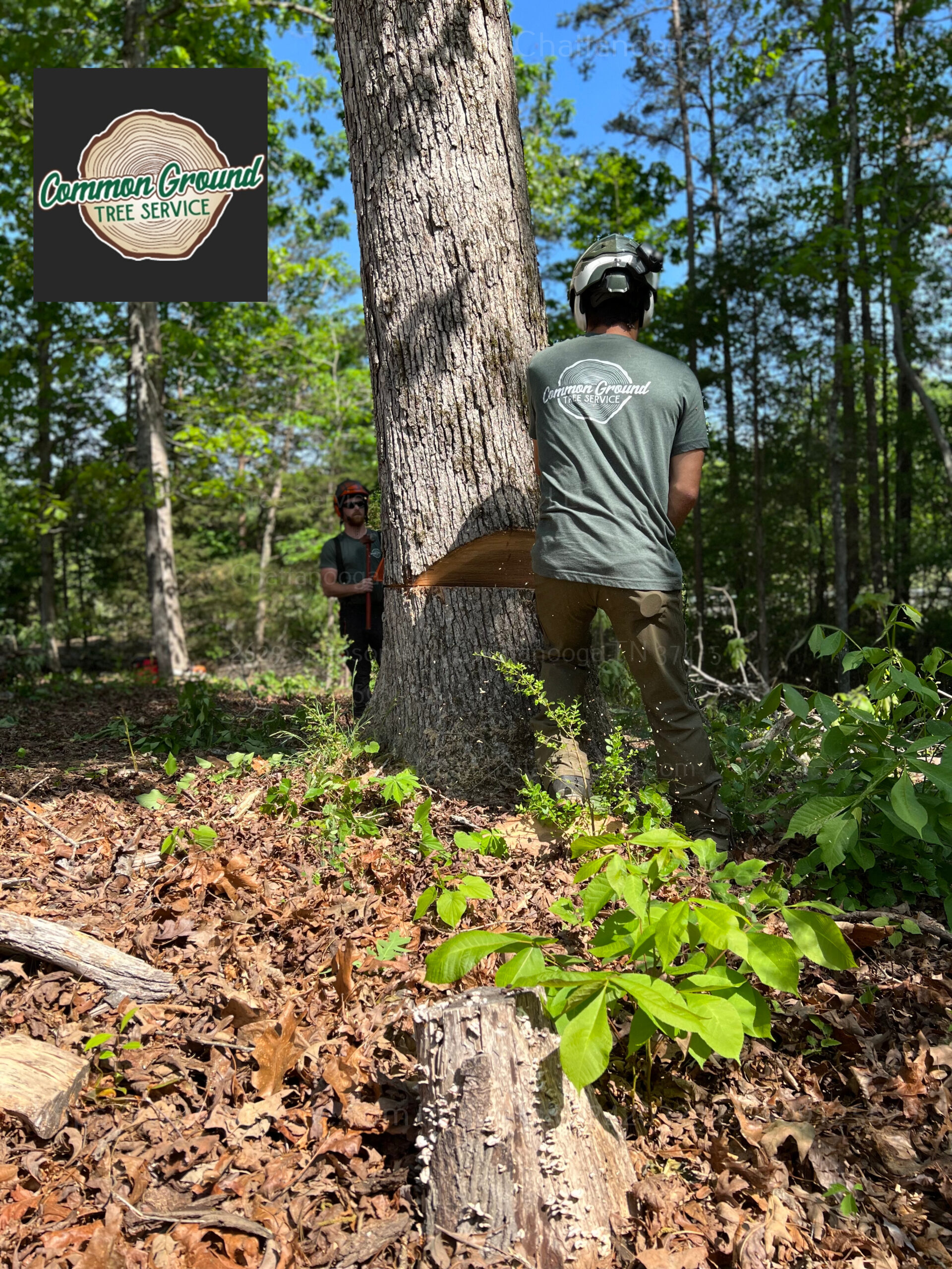 Chattanooga Tree Removal