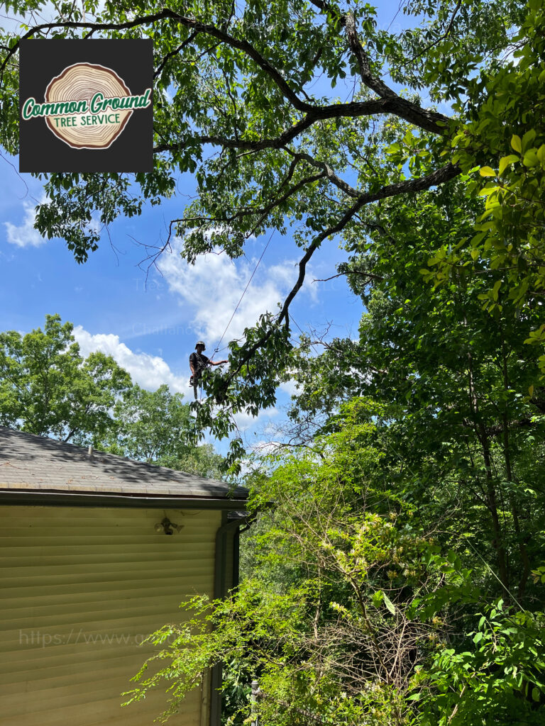 Tree Trimming Chattanooga