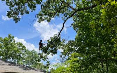How To Choose The Right Arborist For Your Tree Care Needs