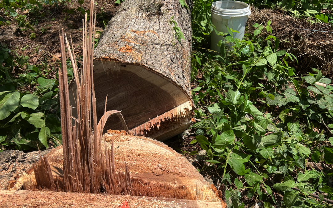 Why Stump Grinding Is Essential For A Safer Outdoor Space in Chattanooga, TN