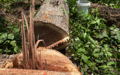 How Stump Removal Service In Hixson Can Help You Clear Your Land