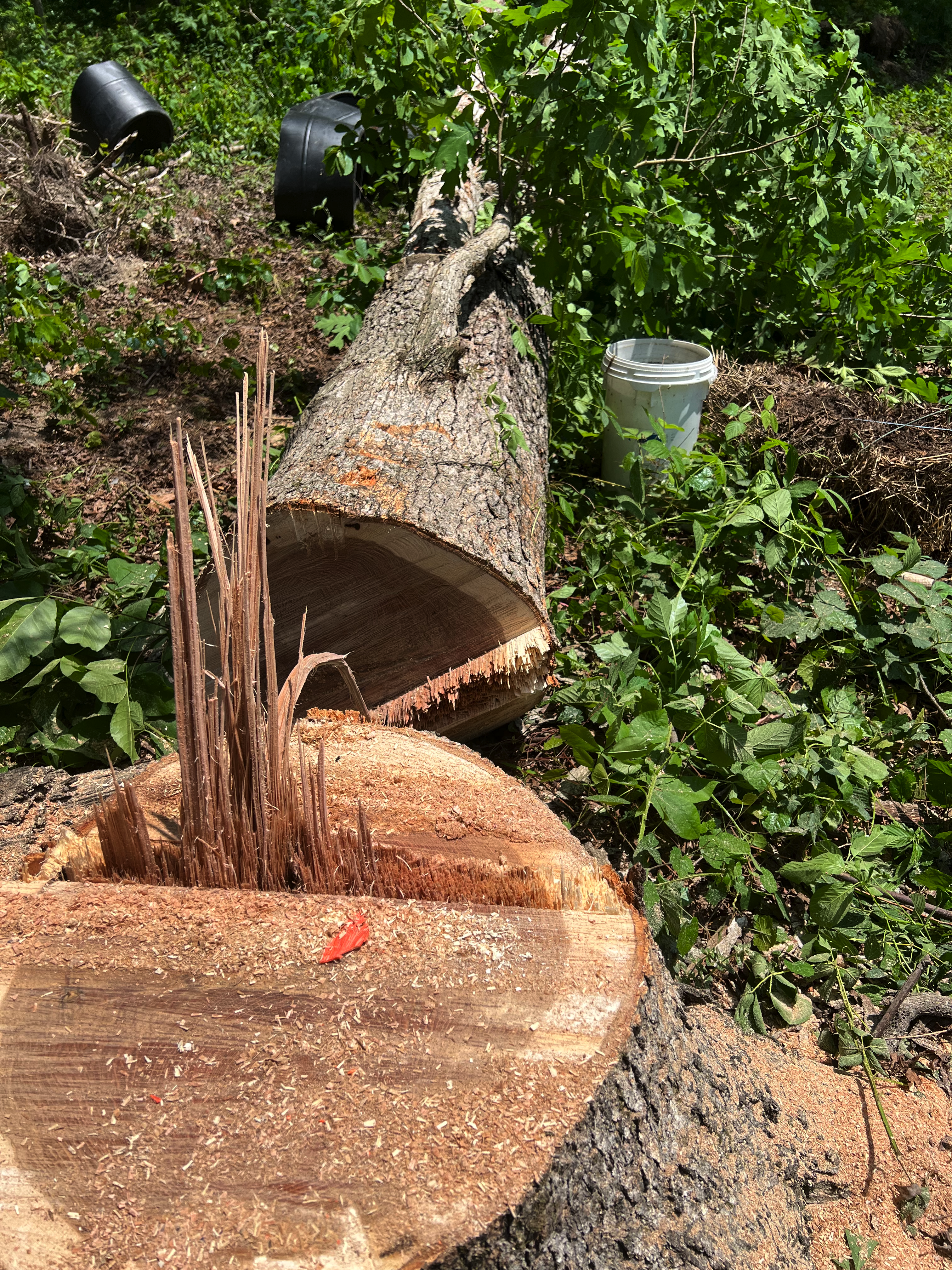 Stump Grinding Chattanooga
